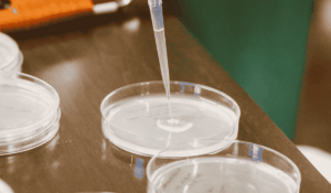 Technicien versant un liquide stérile dans des boîtes de Petri dans un laboratoire pharmaceutique, illustrant les protocoles de nettoyage sur mesure et la prévention des contaminations